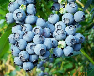 Blueberry_Cluster