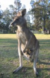 Mother and Baby Kangaroo