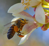 Bee searching for pollen