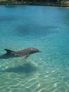 Beautiful dolphins