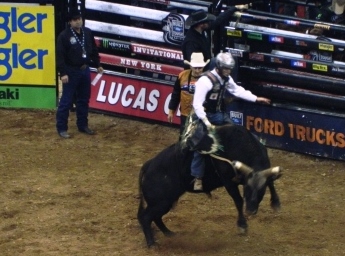 bull rider with helmet
