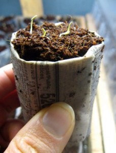 Newspaper Seedling Pot