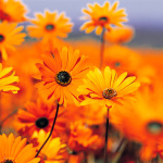 Valentine Flowers