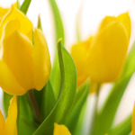 spring-flowers-1