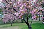 cherry tree