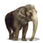 Elephant Asian