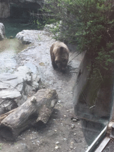 A bear at the Central Park Zoo