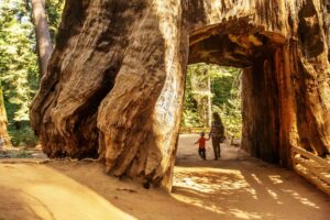 young woman and child at redwood forest in california