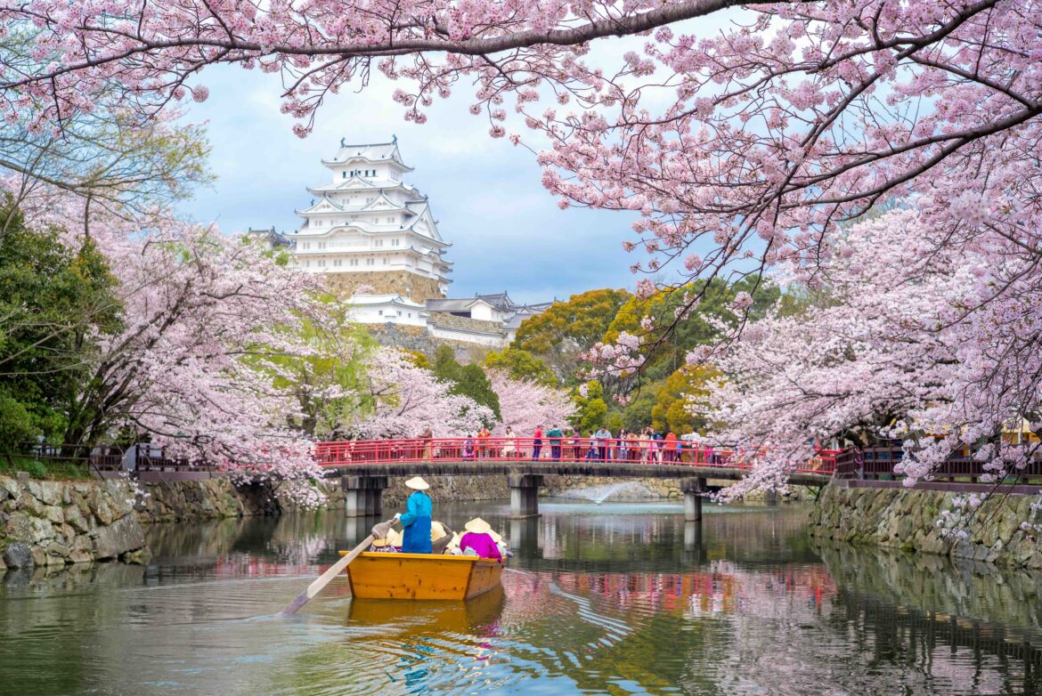 cherry blossoms japan